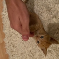 Sarman, Kedi  minnoş fotoğrafı