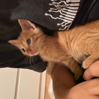 Sarman, Kedi  minnoş fotoğrafı