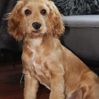 Amerikan Cocker Spaniel, Köpek  Ponçik fotoğrafı