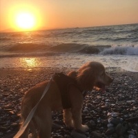 Amerikan Cocker Spaniel, Köpek  Ponçik fotoğrafı