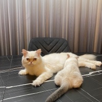 Scottish Fold, Kedi  Duman fotoğrafı
