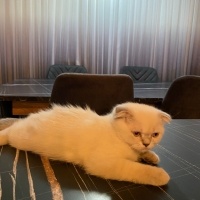 Scottish Fold, Kedi  Duman fotoğrafı