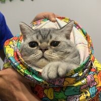 British Shorthair, Kedi  Gece fotoğrafı