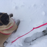 Pug, Köpek  VİSKİ fotoğrafı