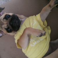 Pug, Köpek  VİSKİ fotoğrafı