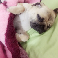 Pug, Köpek  VİSKİ fotoğrafı