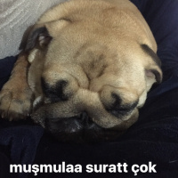 Pug, Köpek  VİSKİ fotoğrafı