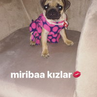 Pug, Köpek  VİSKİ fotoğrafı