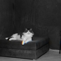 Norwegian Forest, Kedi  Kaspar fotoğrafı