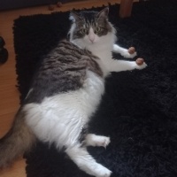 Norwegian Forest, Kedi  Kaspar fotoğrafı