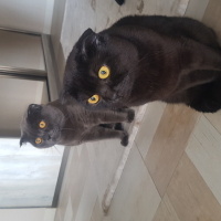 Scottish Fold, Kedi  Yaman ve Duman fotoğrafı