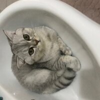 Scottish Fold, Kedi  Sultansülüman fotoğrafı