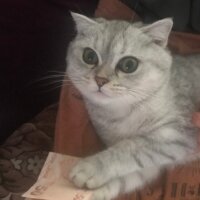 Scottish Fold, Kedi  Sultansülüman fotoğrafı