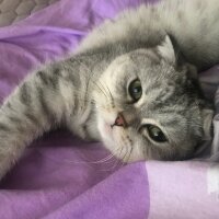 Scottish Fold, Kedi  Sultansülüman fotoğrafı