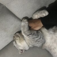 Scottish Fold, Kedi  Sultansülüman fotoğrafı