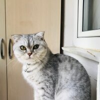 Scottish Fold, Kedi  Sultansülüman fotoğrafı