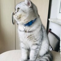 Scottish Fold, Kedi  Sultansülüman fotoğrafı