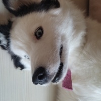 Sibirya Kurdu (Husky), Köpek  Aşure fotoğrafı