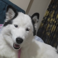 Sibirya Kurdu (Husky), Köpek  Aşure fotoğrafı