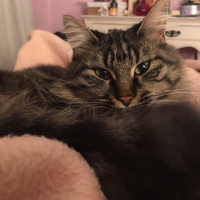 Tekir Kedi, Kedi  şıkır fotoğrafı