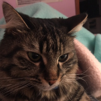 Tekir Kedi, Kedi  şıkır fotoğrafı