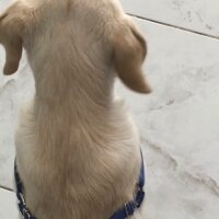 Golden Retriever, Köpek  EROS fotoğrafı