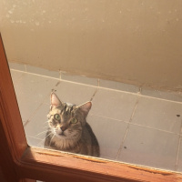 Tekir Kedi, Kedi  Miniş  fotoğrafı