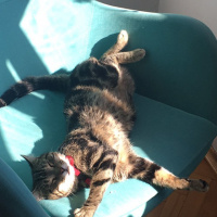 Tekir Kedi, Kedi  Miniş  fotoğrafı