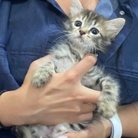 Tekir Kedi, Kedi  Şeker fotoğrafı