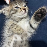 Tekir Kedi, Kedi  Şeker fotoğrafı