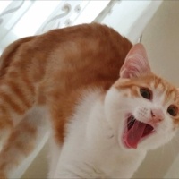 Sarman, Kedi  Sherlock fotoğrafı
