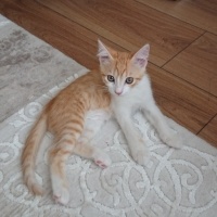 Sarman, Kedi  Sherlock fotoğrafı