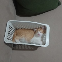 Sarman, Kedi  Sherlock fotoğrafı