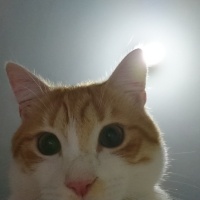 Sarman, Kedi  Sherlock fotoğrafı