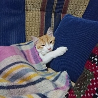 Sarman, Kedi  Sherlock fotoğrafı