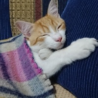 Sarman, Kedi  Sherlock fotoğrafı
