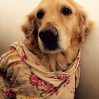 Golden Retriever, Köpek  Güneş fotoğrafı