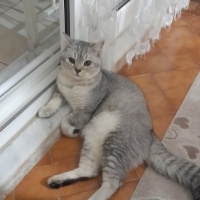 British Shorthair, Kedi  Şans fotoğrafı