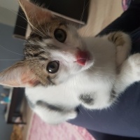 Tekir Kedi, Kedi  Suzi fotoğrafı