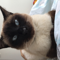 Siyam Kedisi, Kedi  Kaju fotoğrafı