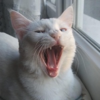 Ankara Kedisi, Kedi  Luna fotoğrafı