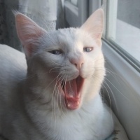 Ankara Kedisi, Kedi  Luna fotoğrafı