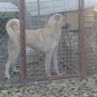 Kangal, Köpek  efe fotoğrafı