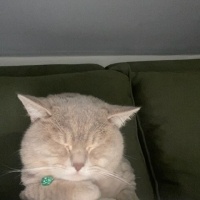 British Shorthair, Kedi  Dumana yuva arıyorum fotoğrafı