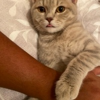 British Shorthair, Kedi  Dumana yuva arıyorum fotoğrafı