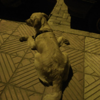 Golden Retriever, Köpek  Anita fotoğrafı