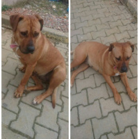 Boxer, Köpek  Jessica fotoğrafı
