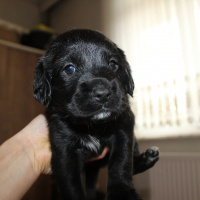 İngiliz Cocker Spaniel, Köpek  Isabel fotoğrafı