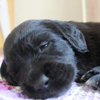 İngiliz Cocker Spaniel, Köpek  Isabel fotoğrafı
