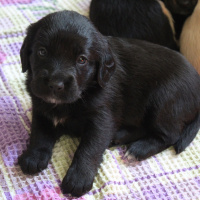 İngiliz Cocker Spaniel, Köpek  Isabel fotoğrafı